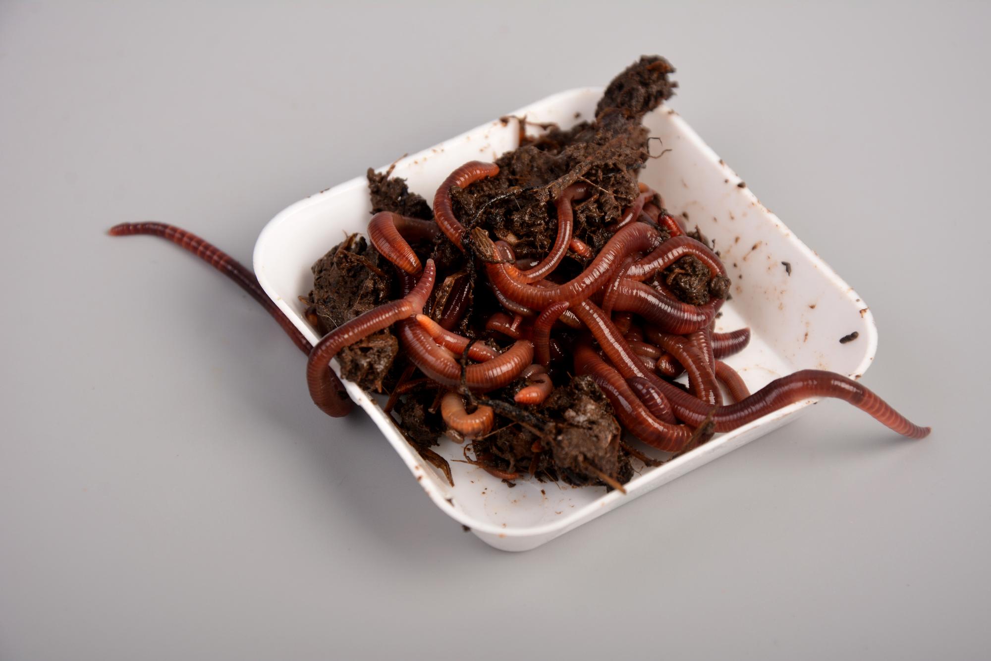 Earthworms, Good For Your Garden Too Fit For It